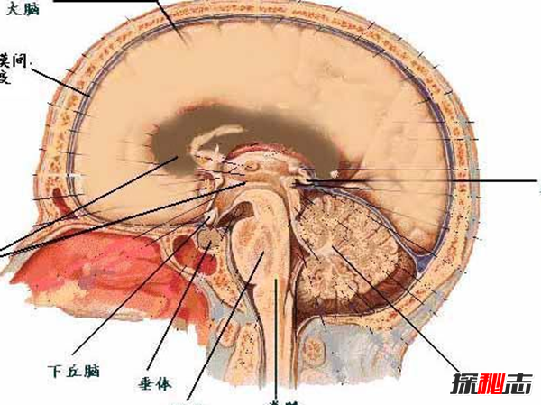 ֪?yʮ󰩰Y,ٰQ(chng)鰩֮(ʸ)